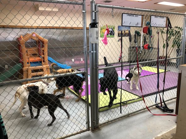 Mission Mountain Pet Service Inc.: 11 7th Ave W, Polson, MT 59860